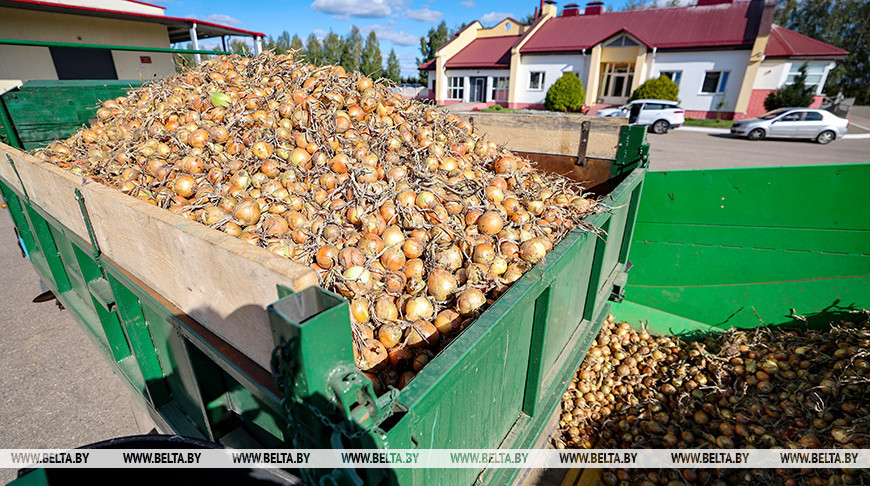 В Щучинском районе собирают урожай лука