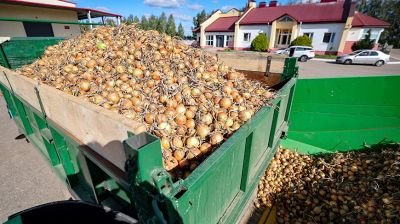 В Щучинском районе собирают урожай лука