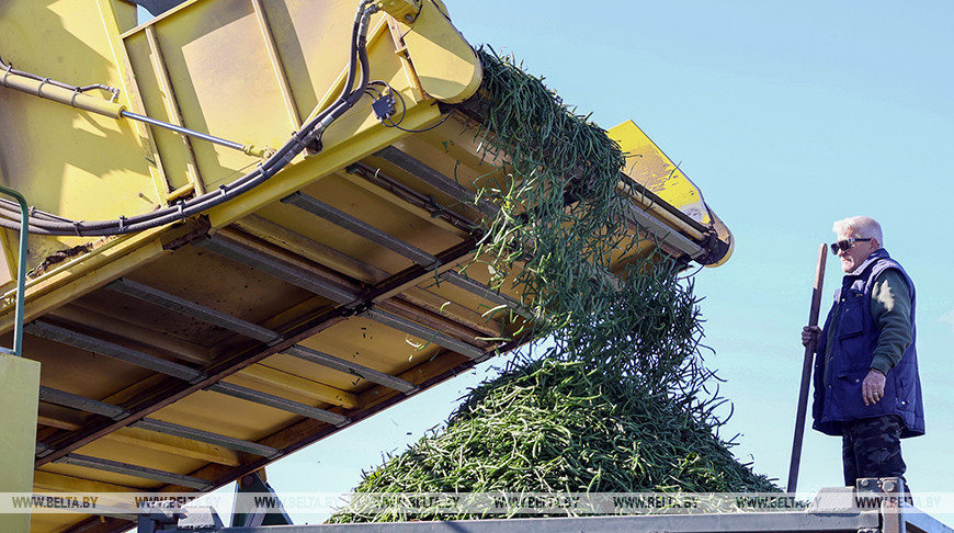 В Гомельском районе ведется уборка спаржевой фасоли