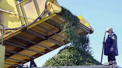 В Гомельском районе ведется уборка спаржевой фасоли