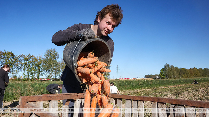 Студотрядовцы трудятся на уборке моркови в Могилевском районе