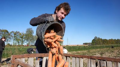 Студотрядовцы трудятся на уборке моркови в Могилевском районе