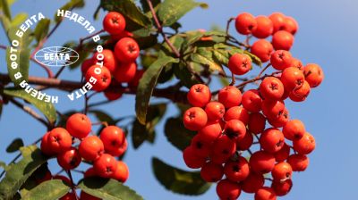 ЛУЧШИЕ ФОТО НЕДЕЛИ ПО ВЕРСИИ БЕЛТА  