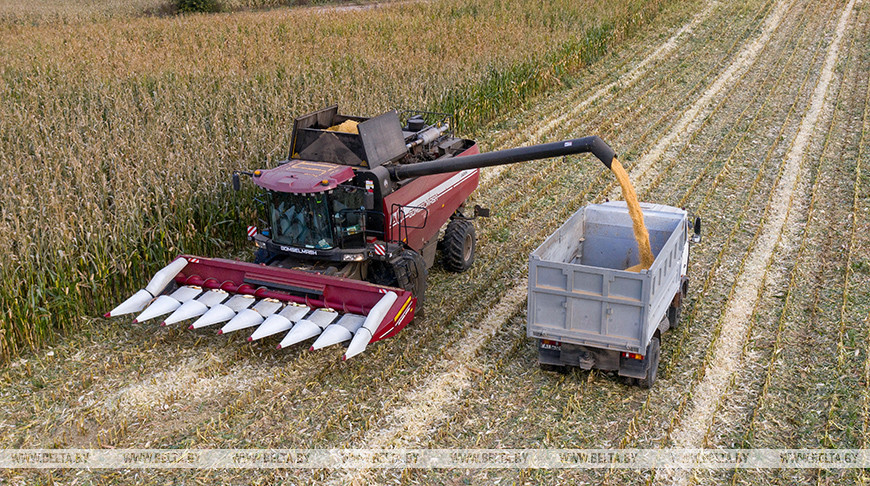 Хозяйства Гродненской области приступили к уборке кукурузы