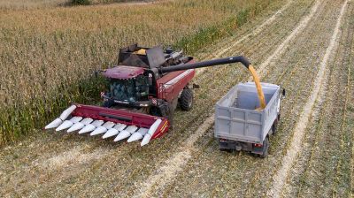 Хозяйства Гродненской области приступили к уборке кукурузы