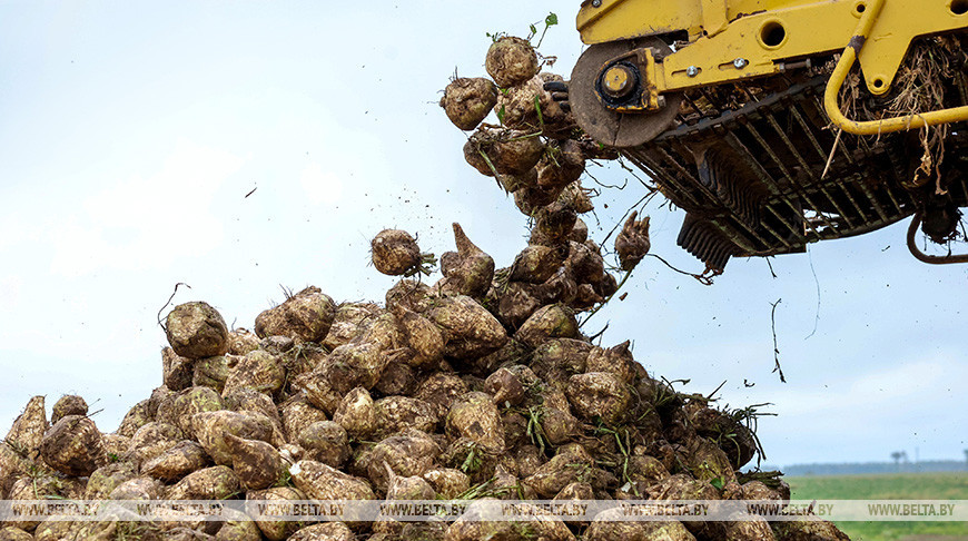 В Шкловском районе полным ходом идет уборка сахарной свеклы