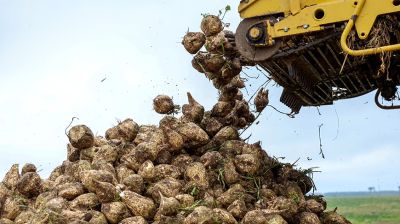 В Шкловском районе полным ходом идет уборка сахарной свеклы