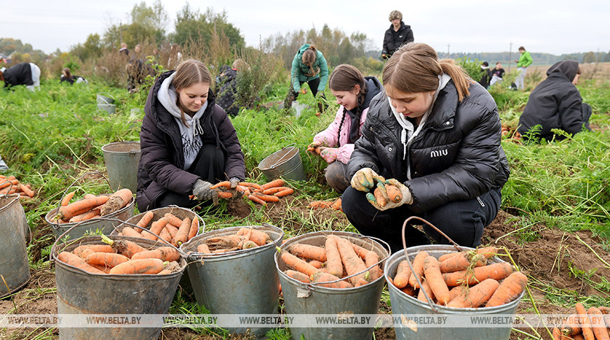 В Витебском районе активными темпами ведется уборка моркови
