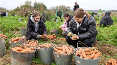 В Витебском районе активными темпами ведется уборка моркови