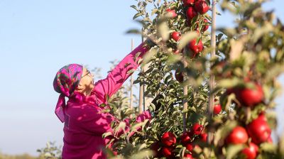Выращиванием яблок в Брестской области занимаются около 80 сельхозпроизводителей 