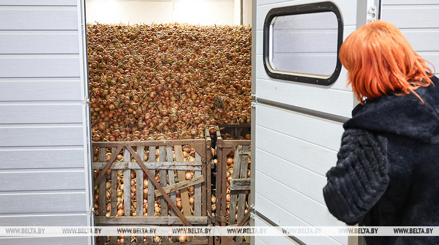 В Могилевской области выросли объемы овощей, закладываемых на хранение в межсезонный период