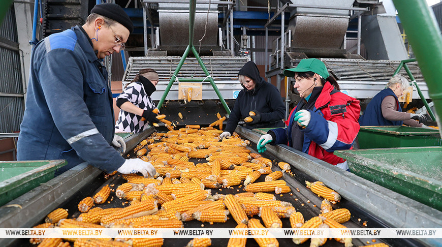 Более 500 тонн кукурузы ежедневно поступает на переработку на Мозырский кукурузокалибровочный завод