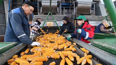 Более 500 тонн кукурузы ежедневно поступает на переработку на Мозырский кукурузокалибровочный завод