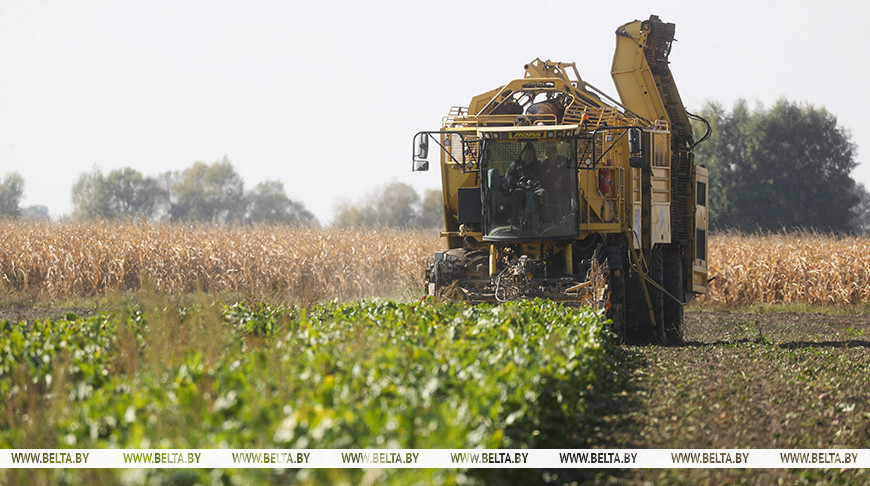 Более 50% площадей сахарной свеклы убрано в Беларуси