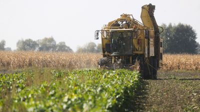 Более 50% площадей сахарной свеклы убрано в Беларуси