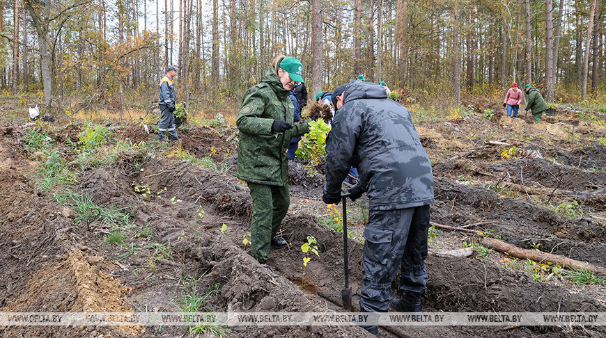 Задел на будущее, важный ресурс для следующих поколений. Карпенко об акции "Дай лесу новае жыццё!"