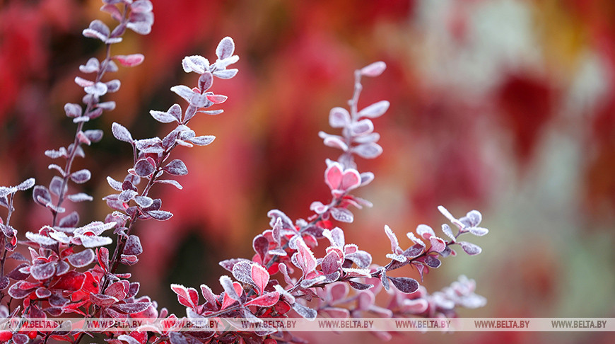 Первые заморозки в Гродно