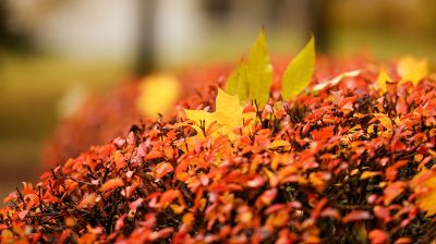 Осенний дождливый день