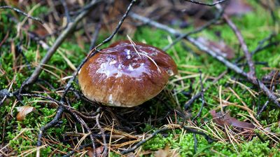 Самый желанный подарок осени для любителей тихой охоты