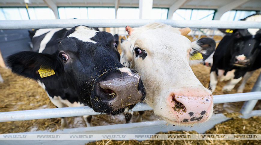 Новый МТК на 800 коров ввели в строй в Клецком районе