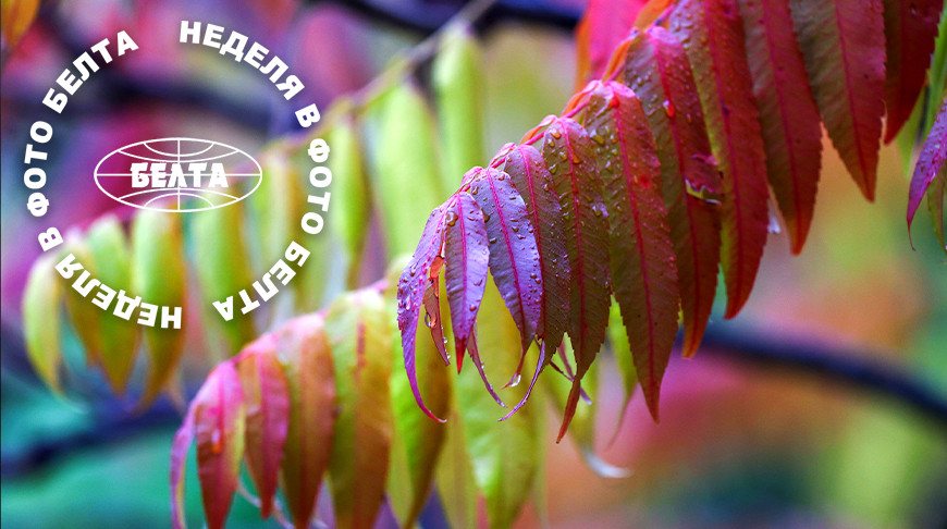 ЛУЧШИЕ ФОТО НЕДЕЛИ ПО ВЕРСИИ БЕЛТА 