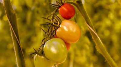 Томаты в межсезонье начал выращивать тепличный комбинат "Берестье"