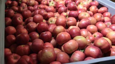 В Минске в стабфонды заложено 43 тыс. тонн овощей и яблок