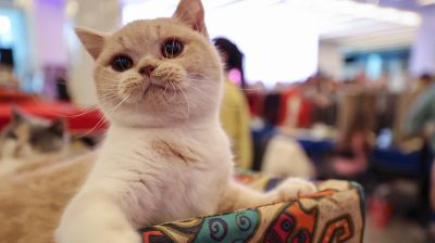 Международная выставка кошек прошла в Минске