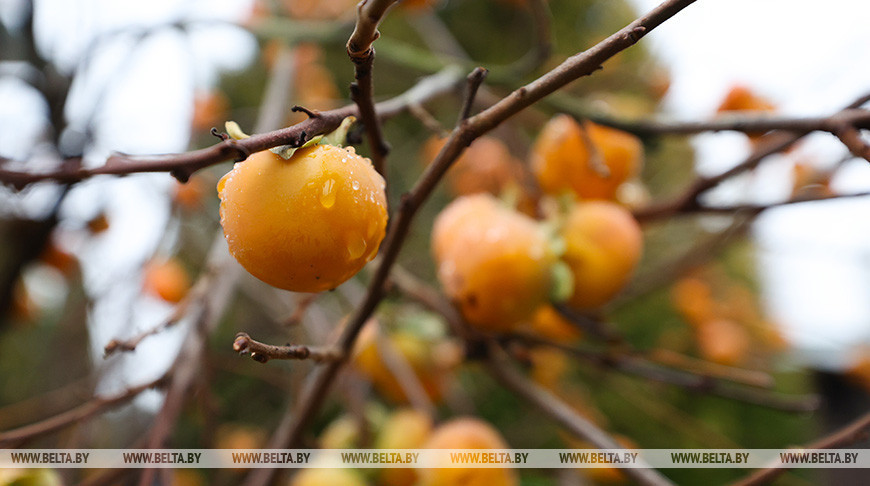 Теперь и на приусадебном участке. В Беларуси созрела хурма