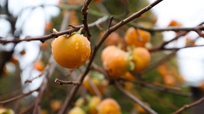 Теперь и на приусадебном участке. В Беларуси созрела хурма