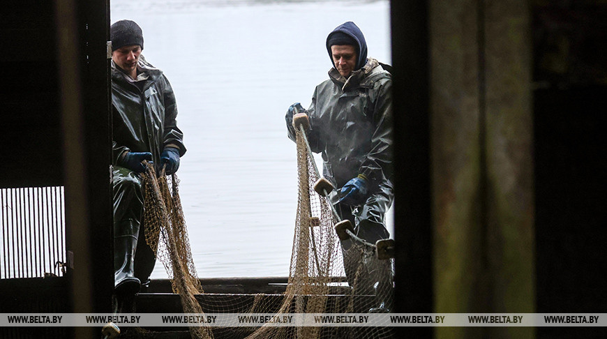 Осенью в рыбхозах пересаживают рыбу на зиму 
