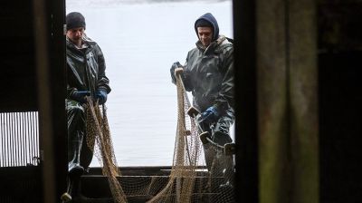 Осенью в рыбхозах пересаживают рыбу на зиму 