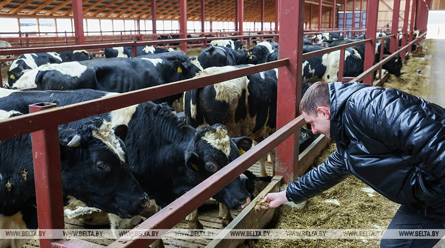 Здесь все работает на результат. Как развивается Белыничский СПК "Колхоз "Родина"