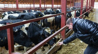 Здесь все работает на результат. Как развивается Белыничский СПК "Колхоз "Родина"