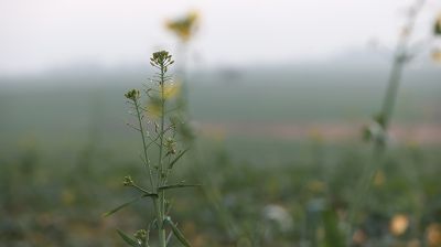 Цветущий рапс в декабре