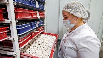 Единственное в Беларуси производство. Как в Глубоком изготавливают клюкву в сахарной пудре?