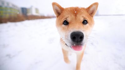 Зимний снежный день в Минске