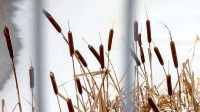 Зимний лес в Жлобинском районе