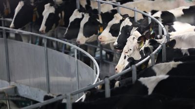 Новый молочно-товарный комплекс открыли в Клецком районе