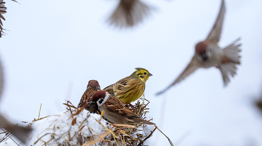 Зимний день в Докшицком районе