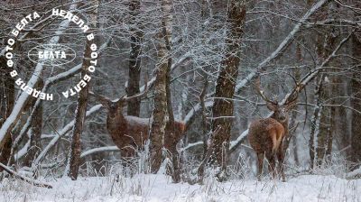 ЛУЧШИЕ ФОТО НЕДЕЛИ ПО ВЕРСИИ БЕЛТА 