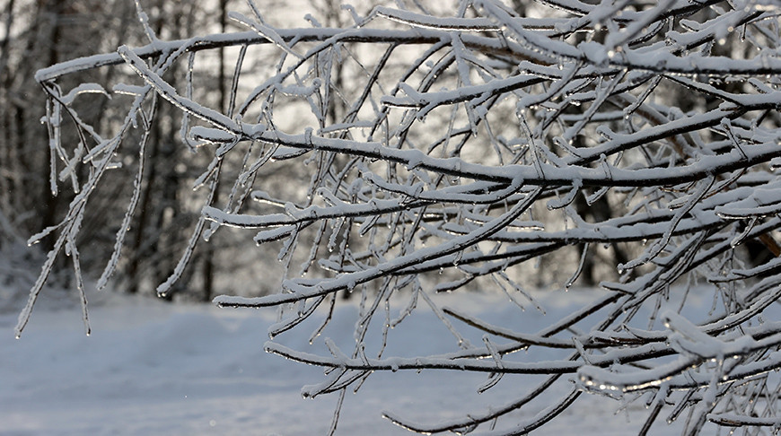 Зимний лес в Гомельском районе в объективе фотографа БЕЛТА