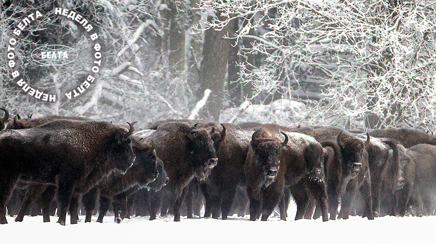 ЛУЧШИЕ ФОТО НЕДЕЛИ ПО ВЕРСИИ БЕЛТА