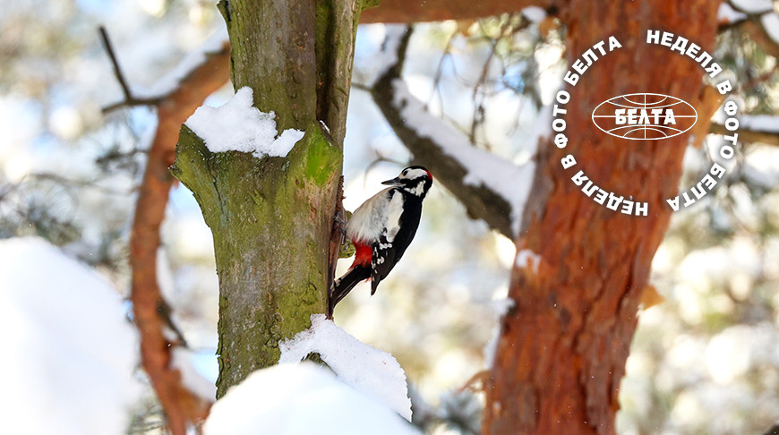 ЛУЧШИЕ ФОТО НЕДЕЛИ ПО ВЕРСИИ БЕЛТА 