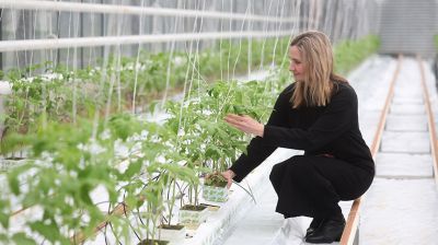 На Гродненской овощной фабрике ухаживают за рассадой, готовят ее к высадке