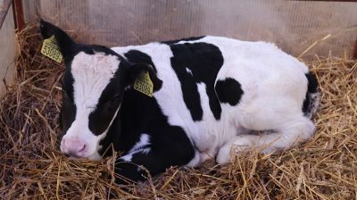 Условия региона, соблюдение технологий. Минсельхозпрод о подходах при строительстве профилакториев для телят