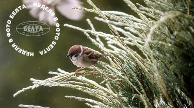 ЛУЧШИЕ ФОТО НЕДЕЛИ ПО ВЕРСИИ БЕЛТА