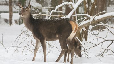 Зимний день в Березинском биосферном заповеднике