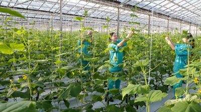 Первые огурцы нового урожая собрали овощеводы тепличного хозяйства "Брилево"