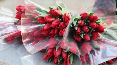 Минский парниково-тепличный комбинат к 8 Марта вырастит более 200 тыс. тюльпанов и около 60 тыс. роз